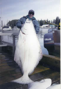 Halibut are the largest game fish and considered by many to be the best table fare.  Booking a charter with Fenton Bros will increase your chances of putting fish like this in the box.